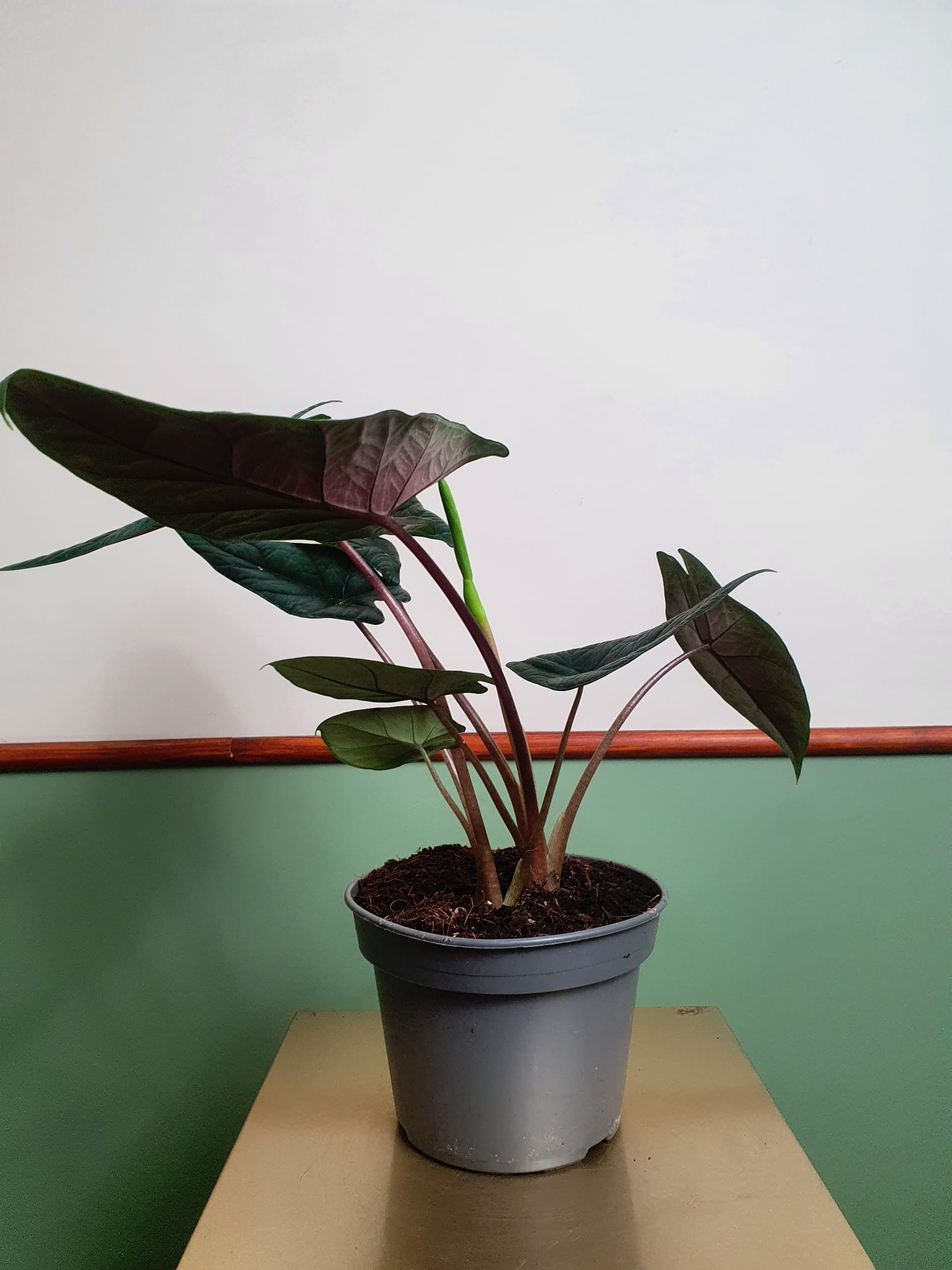Alocasia Scalprum (większa)