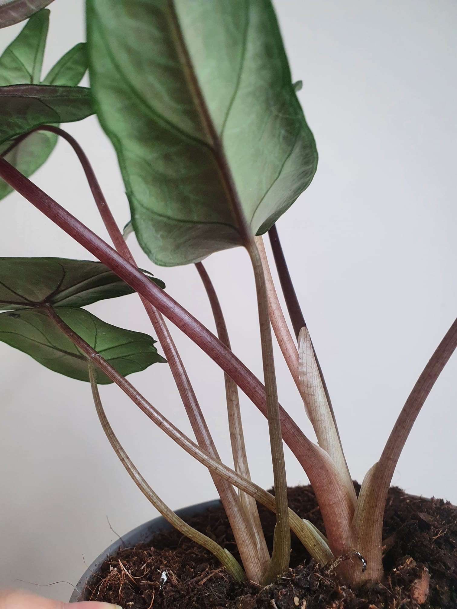 Alocasia Scalprum (większa)