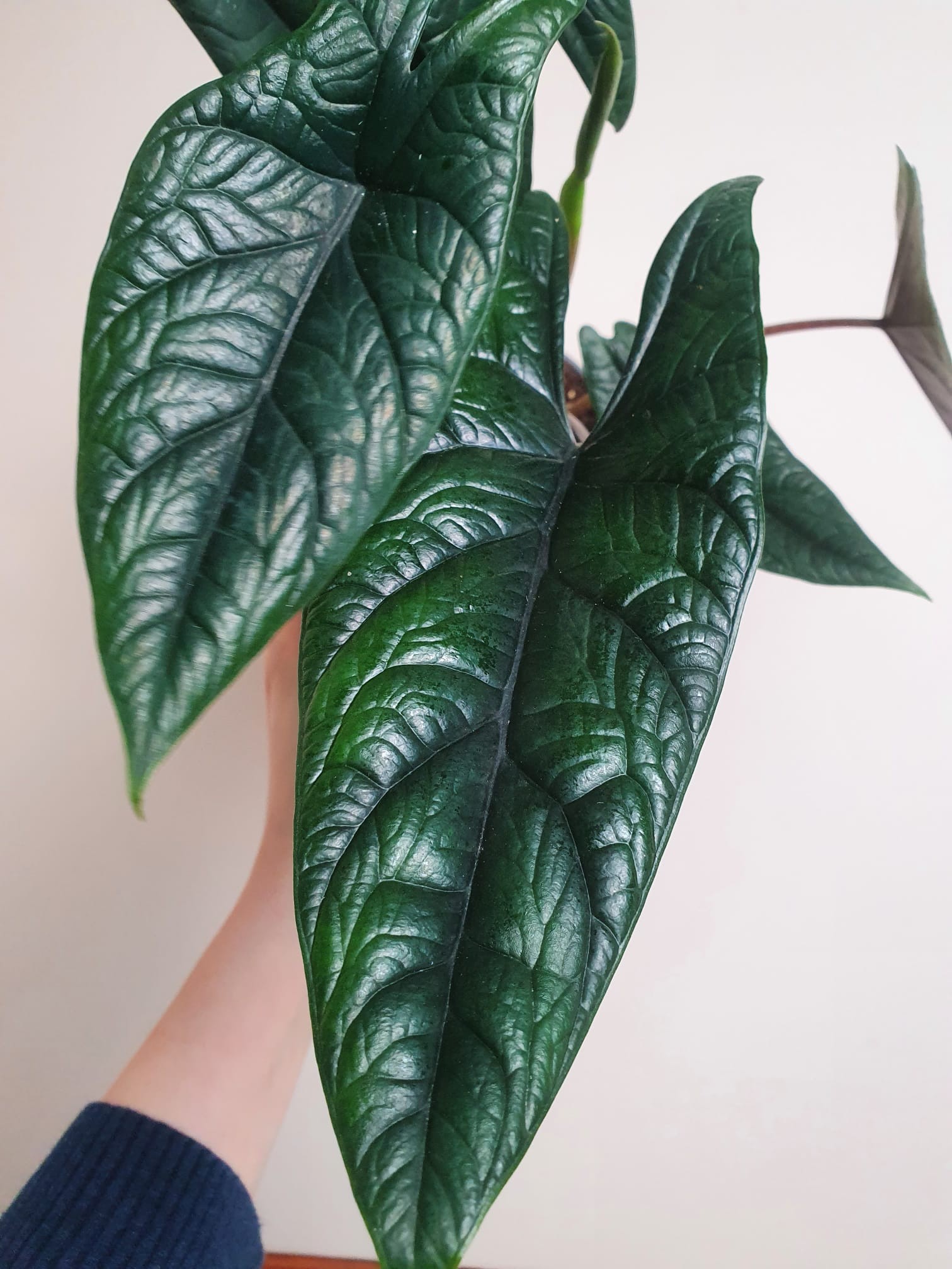 Alocasia Scalprum (większa)