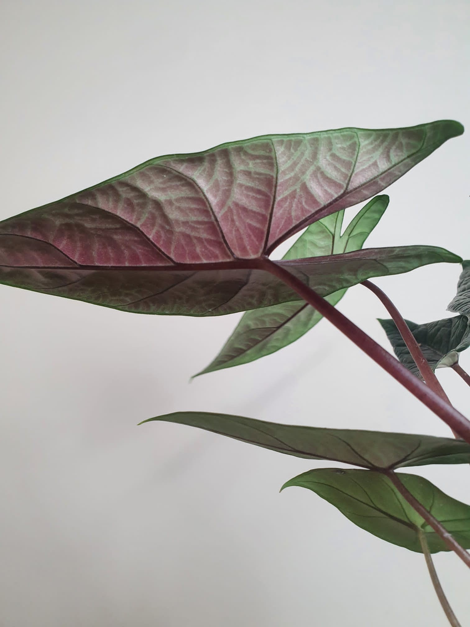 Alocasia Scalprum (większa)