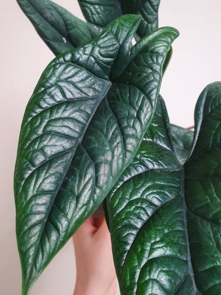 Alocasia Scalprum (większa)