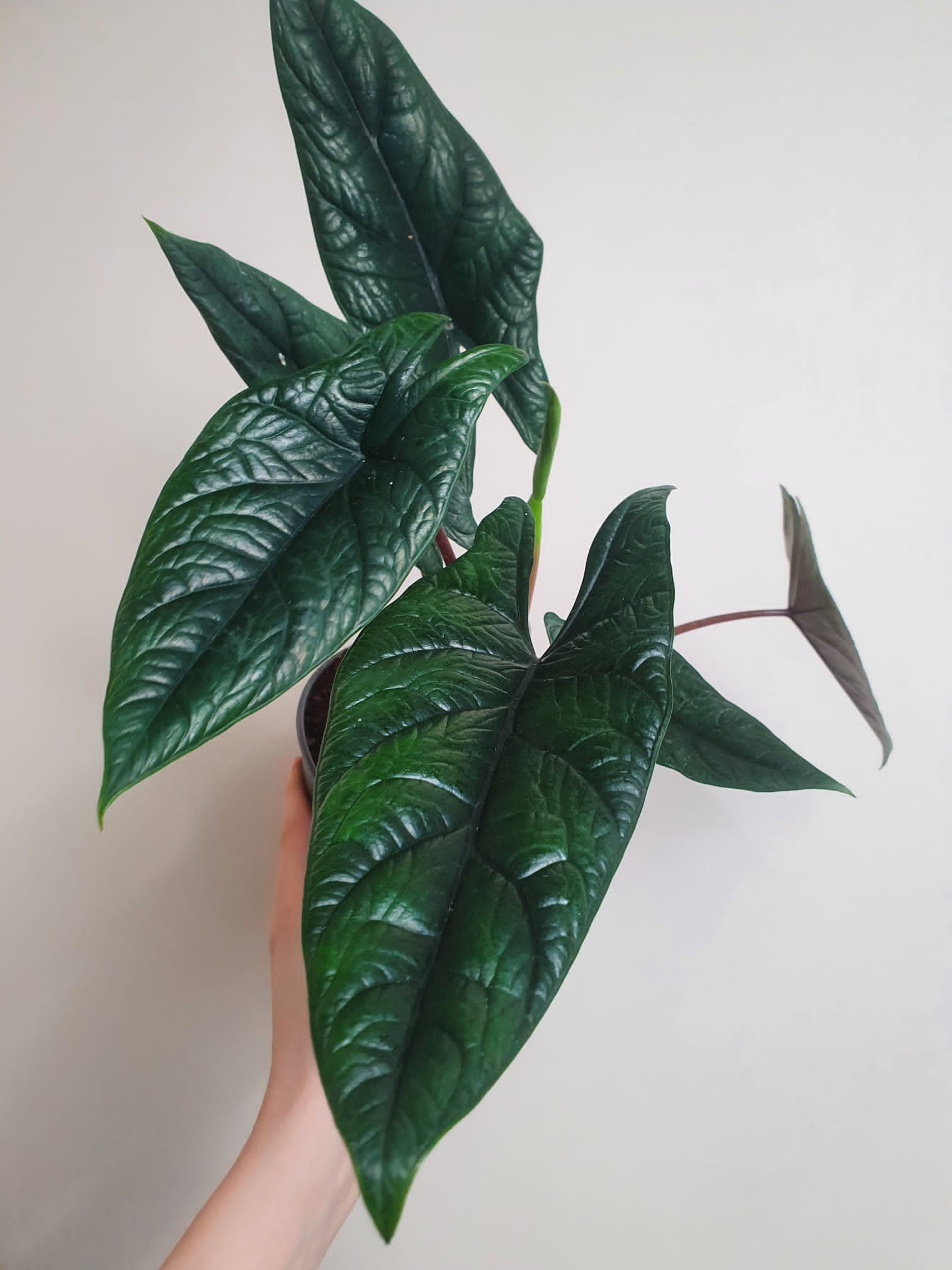 Alocasia Scalprum (większa)
