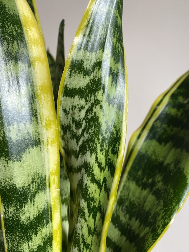 Sansevieria Yellow Stripe