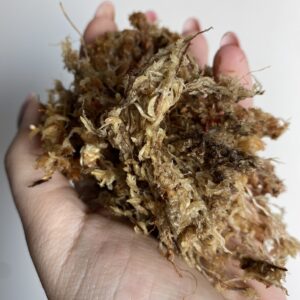 Mech torfowiec Sphagnum (chilean moss) 100g