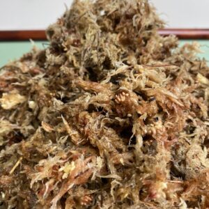 Mech torfowiec Sphagnum 1kg gotowego podłoża