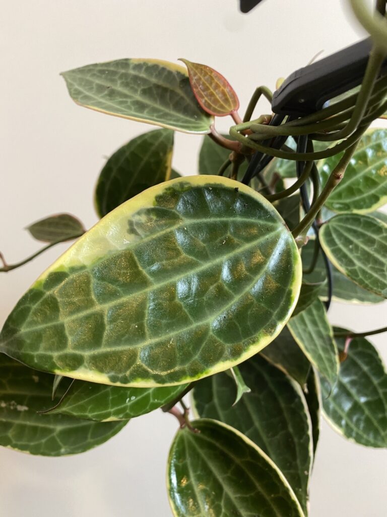 Hoya macrophylla