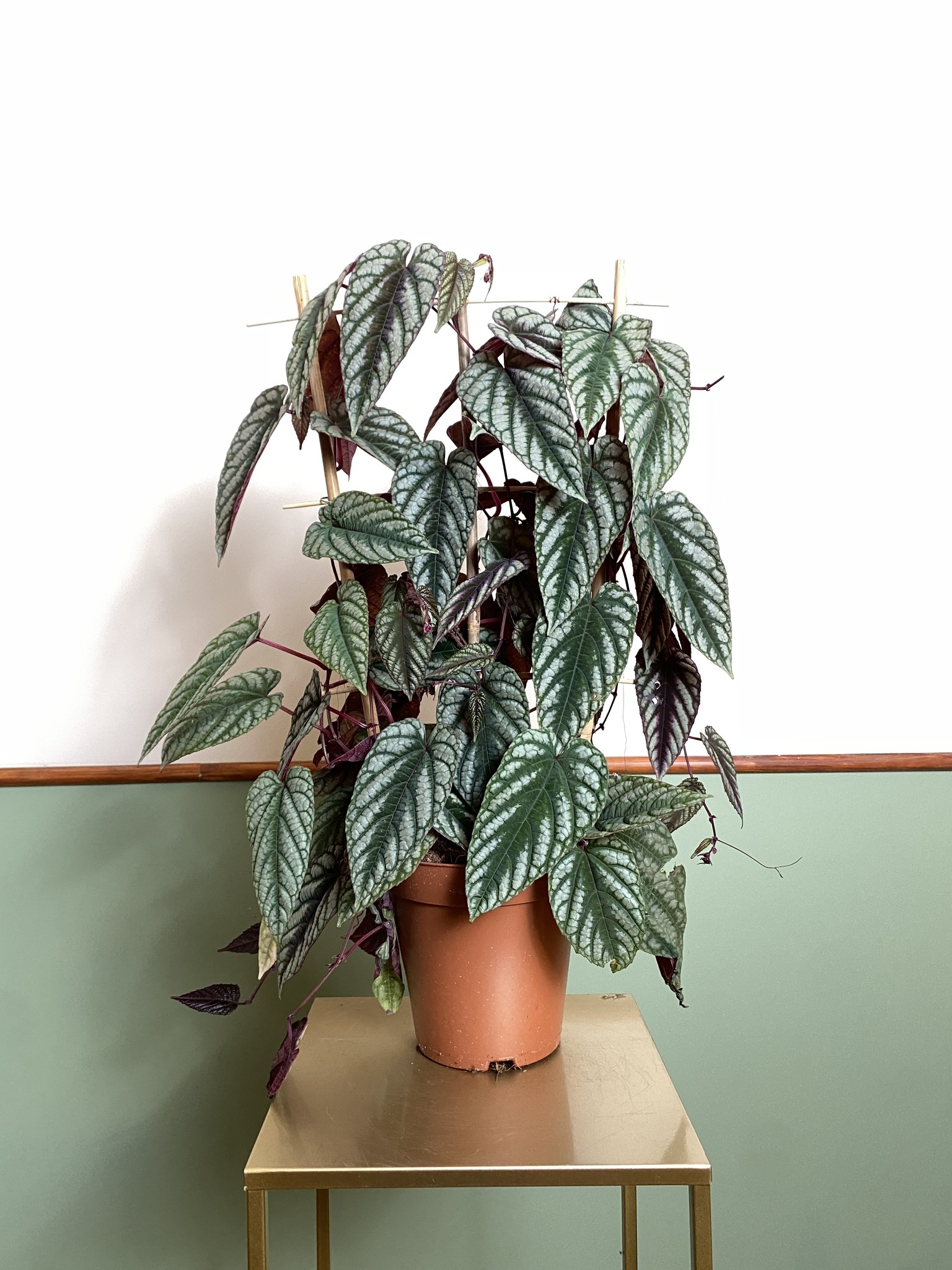 Cissus discolor (różnobarwny)