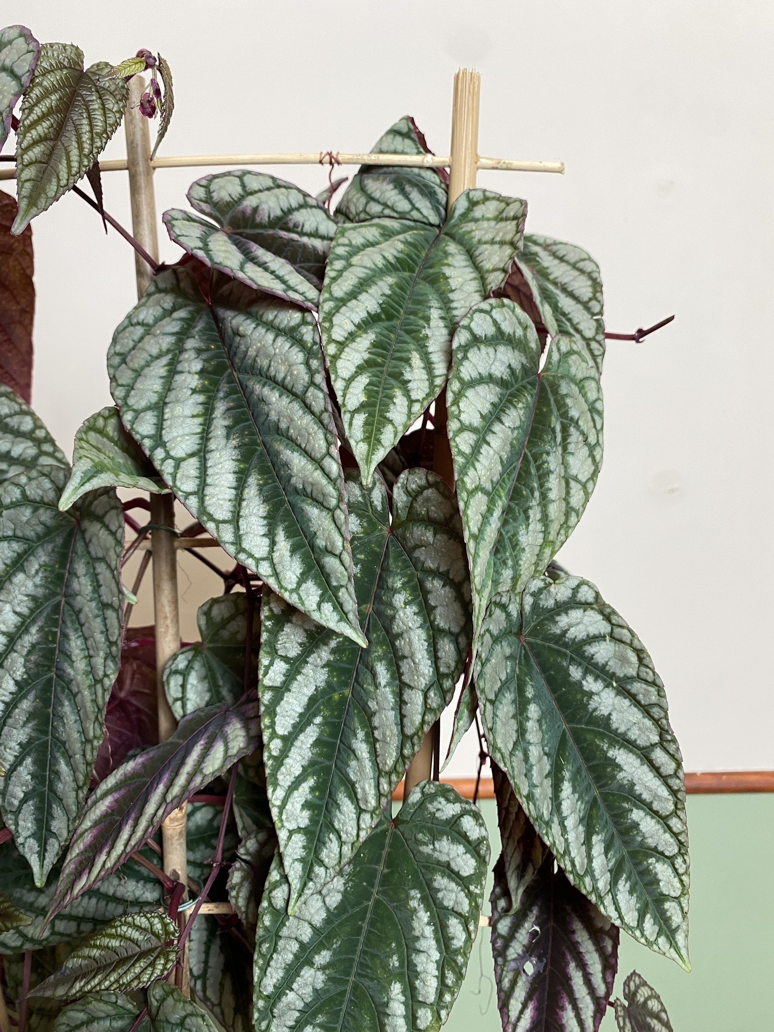 Cissus discolor (różnobarwny)