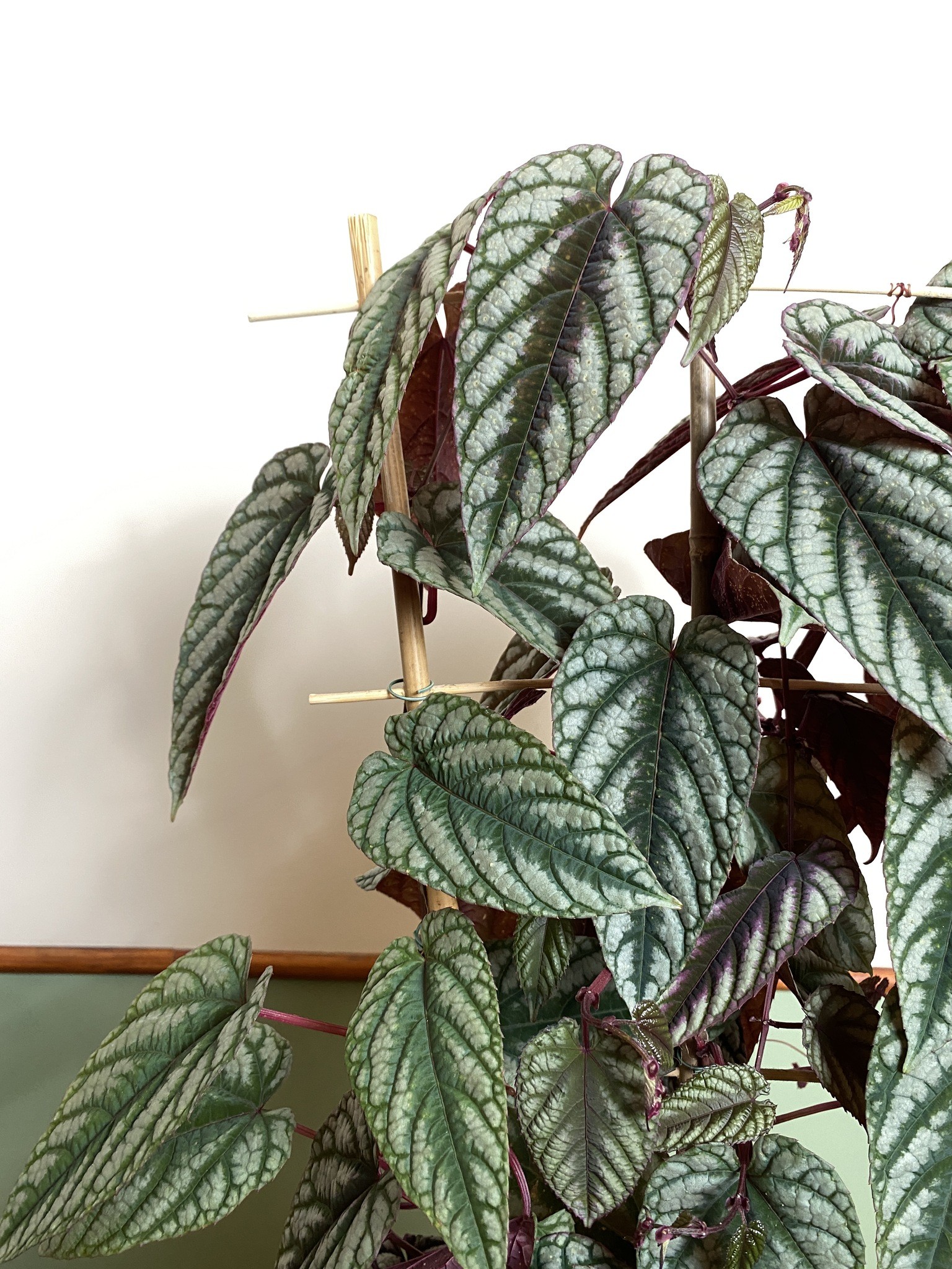 Cissus discolor (różnobarwny)
