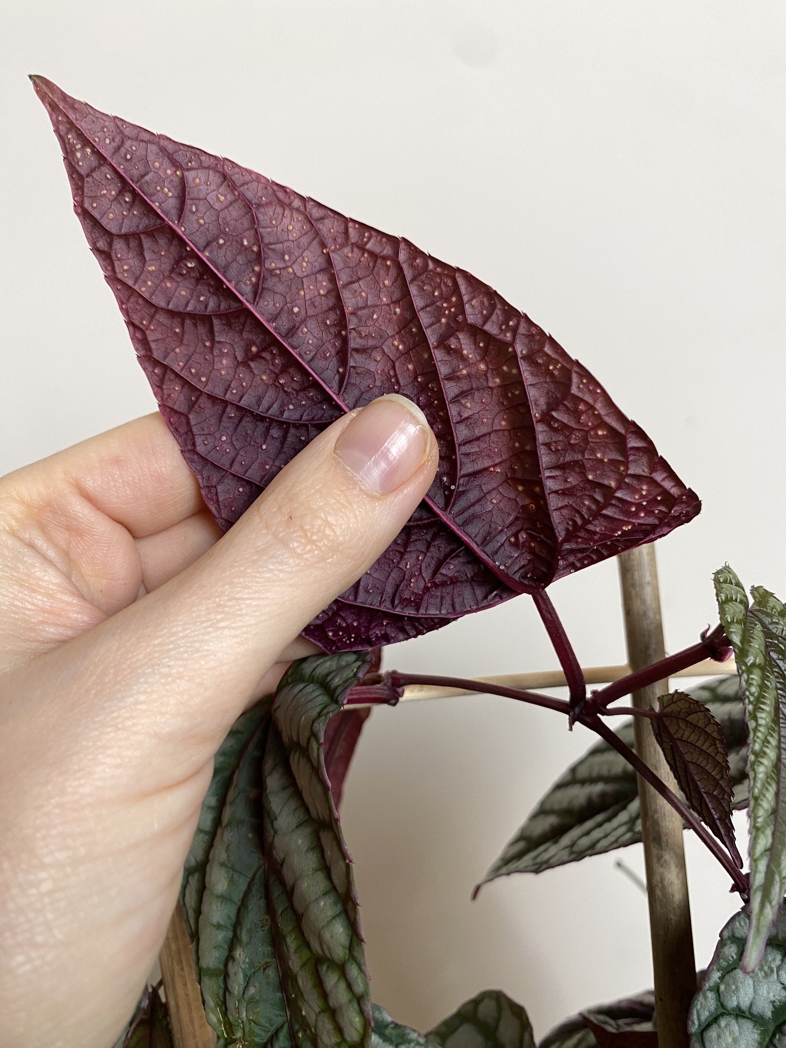 Cissus discolor (różnobarwny)