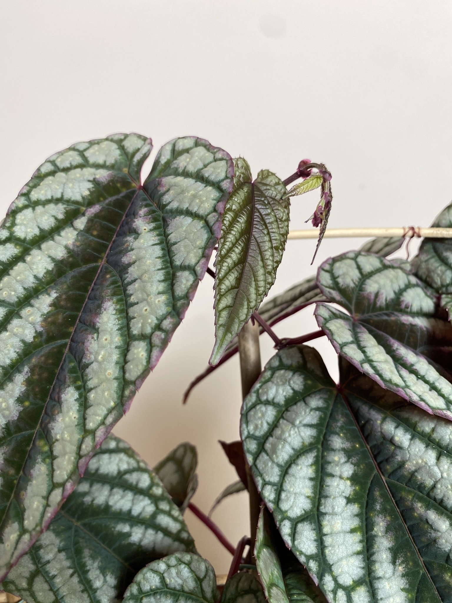Cissus discolor (różnobarwny)