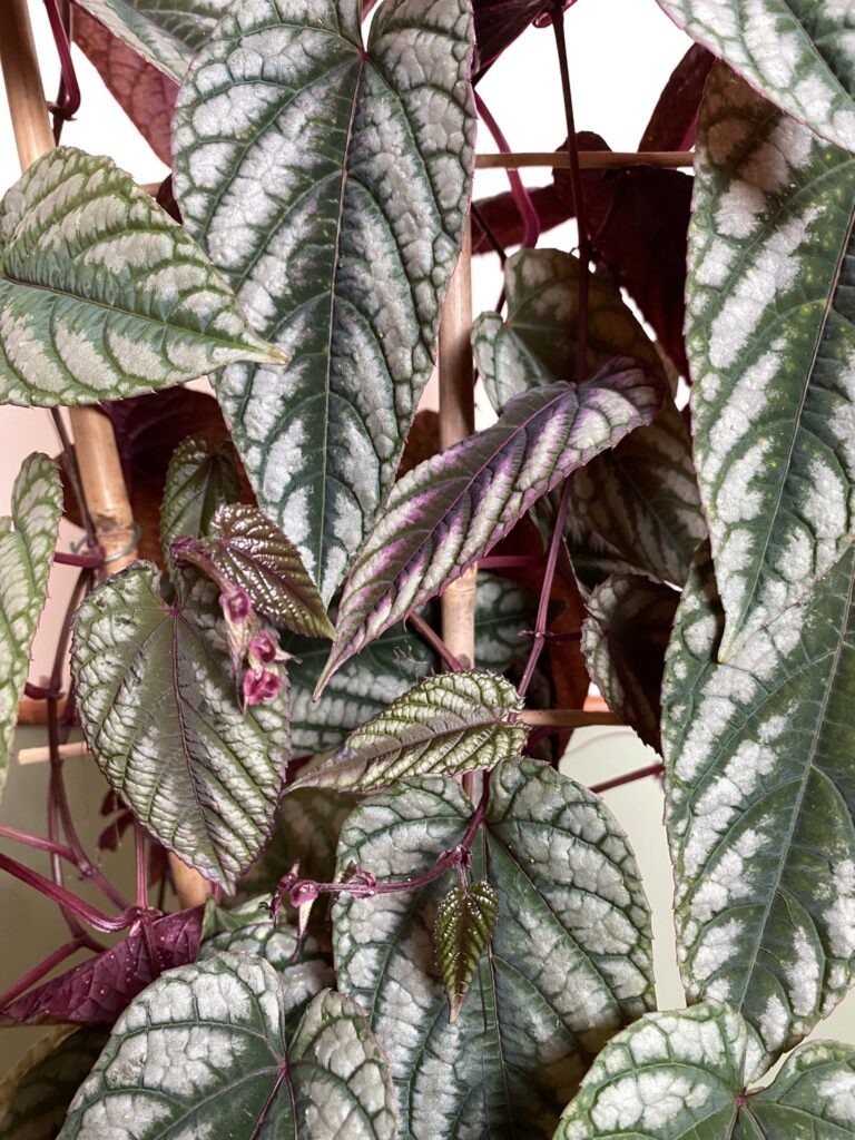 Cissus discolor (różnobarwny)