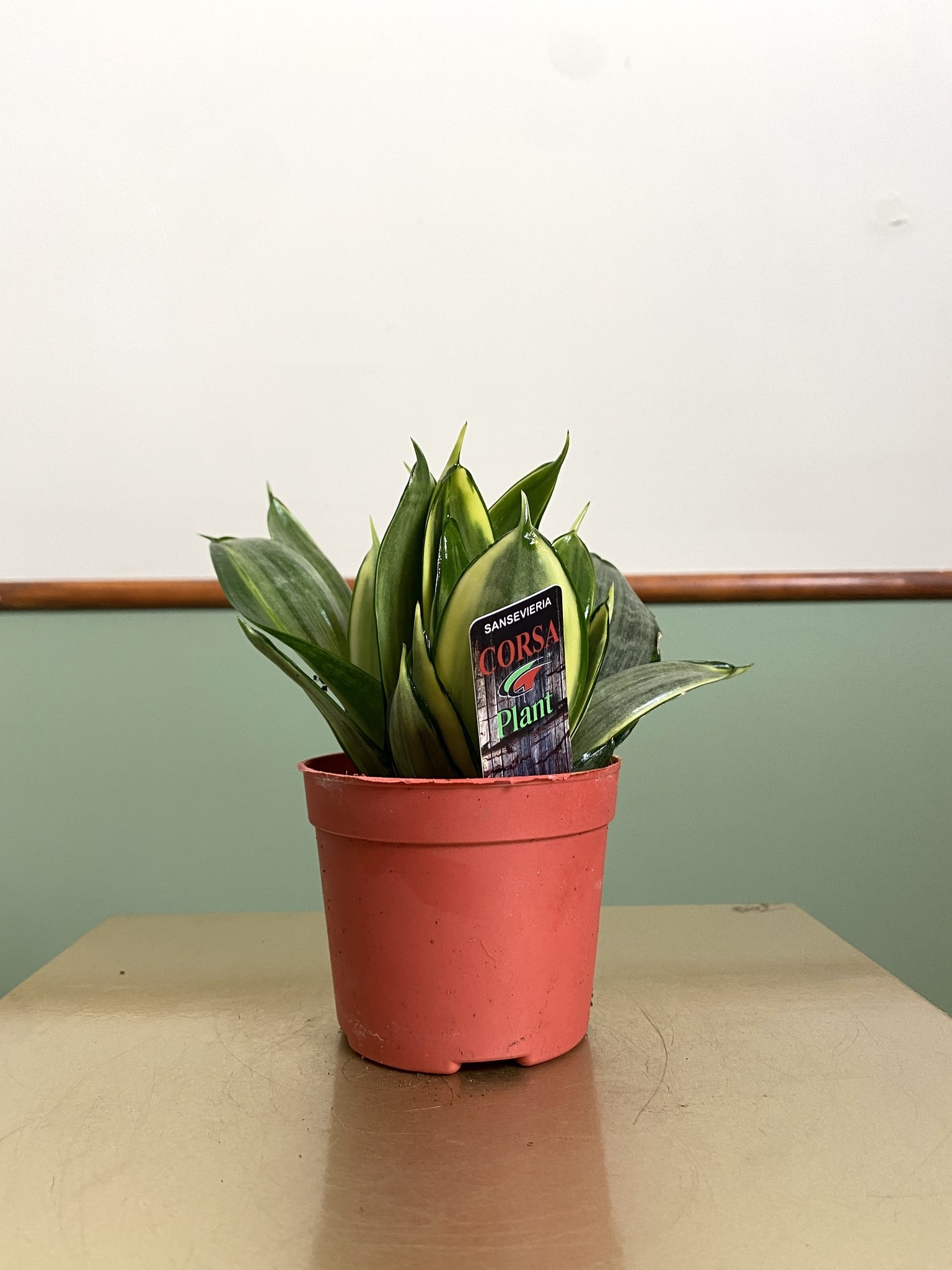Sansevieria Silver Frost Hahnii