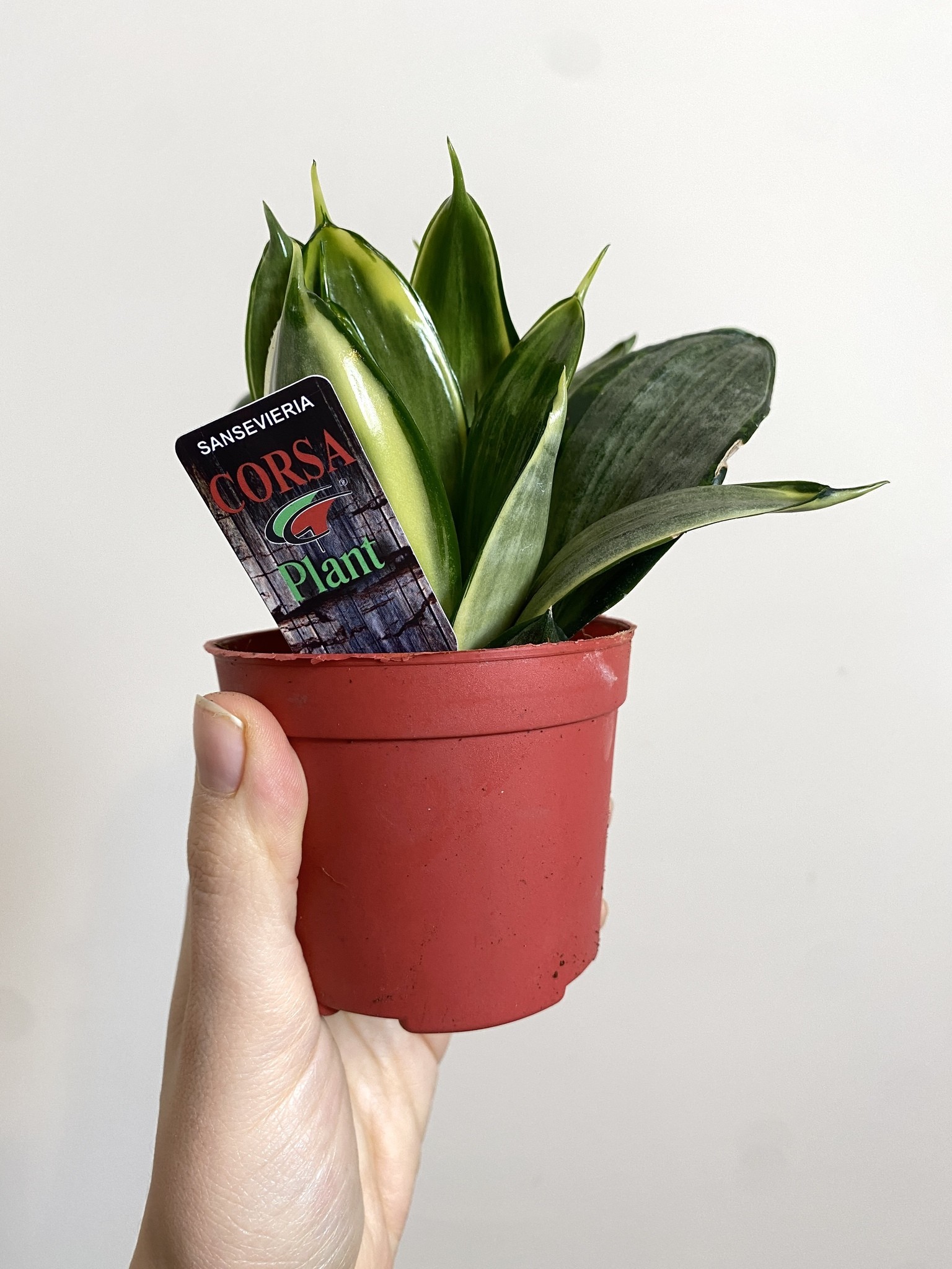Sansevieria Silver Frost Hahnii