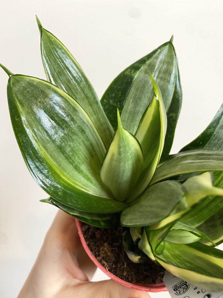 Sansevieria Silver Frost Hahnii