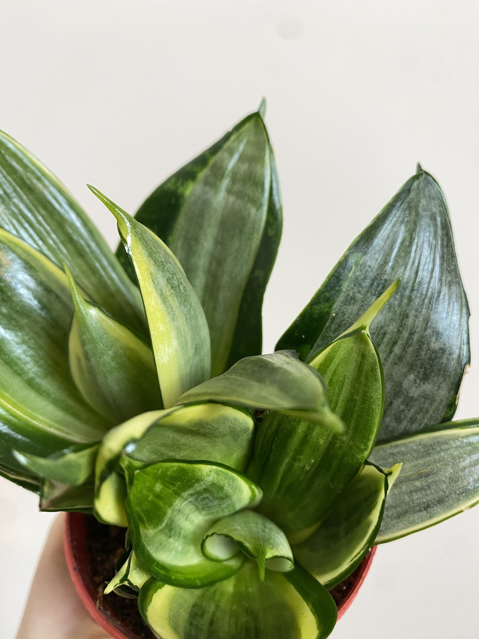 Sansevieria Silver Frost Hahnii