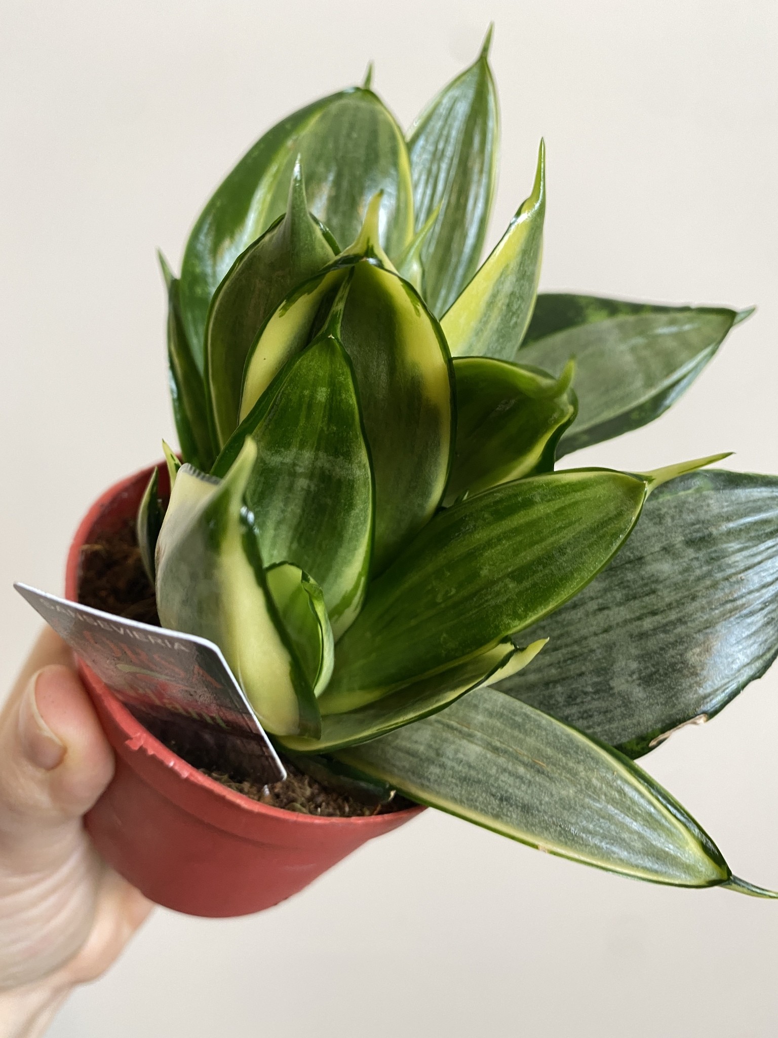 Sansevieria Silver Frost Hahnii