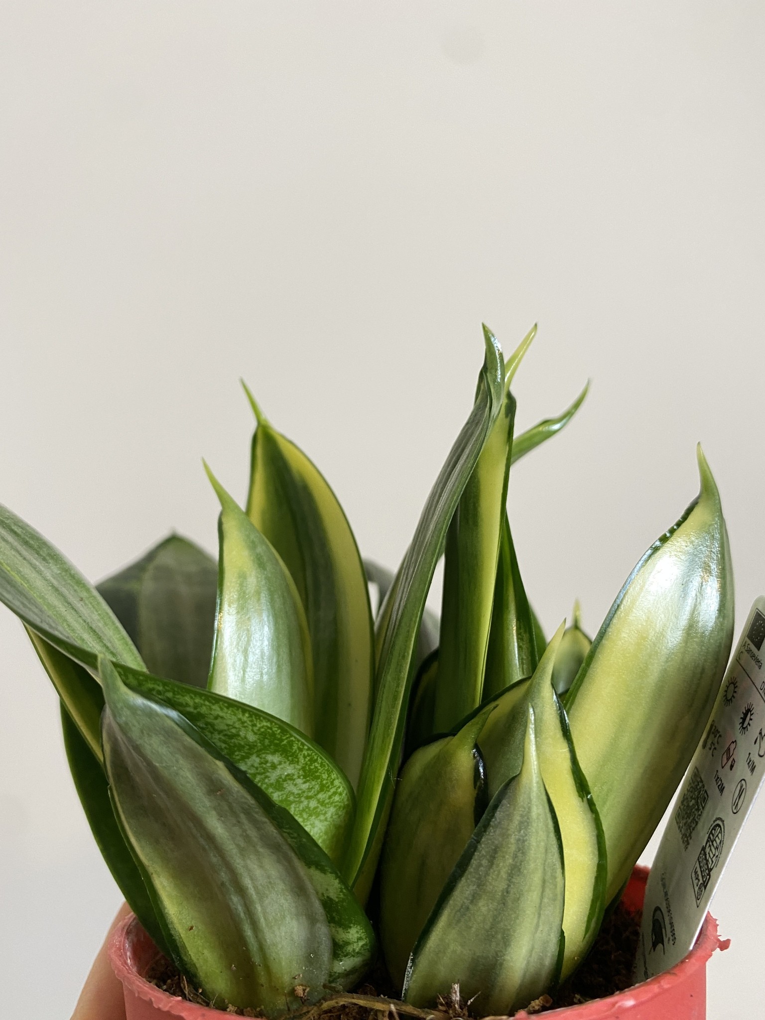 Sansevieria Silver Frost Hahnii