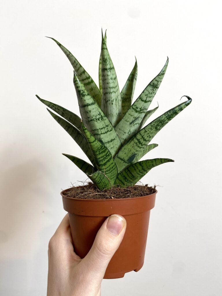 Sansevieria Tough Lady Gabriella