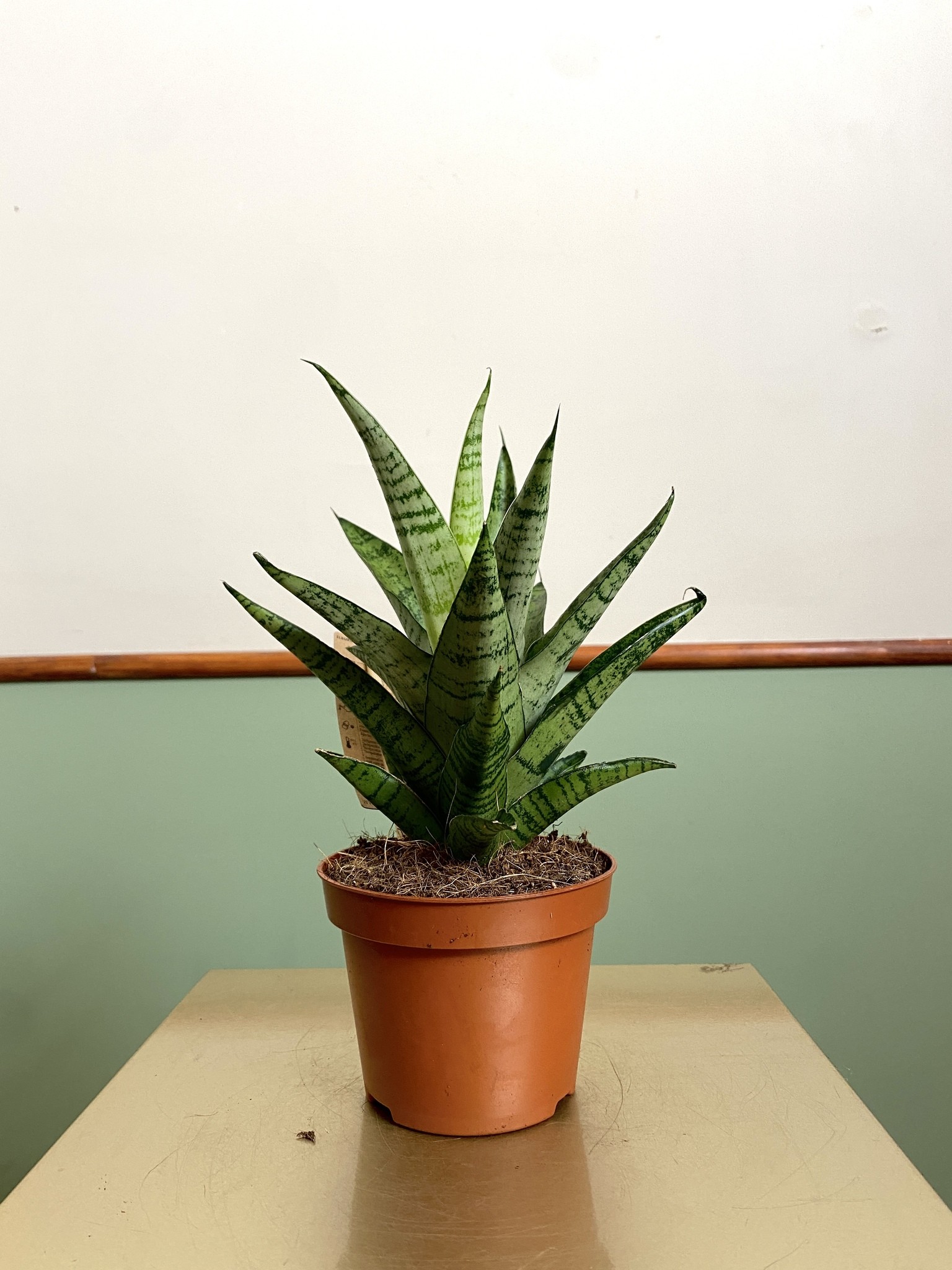 Sansevieria Tough Lady Gabriella