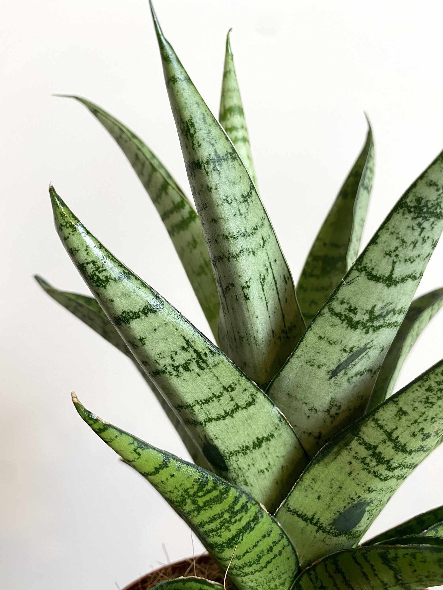 Sansevieria Tough Lady Gabriella