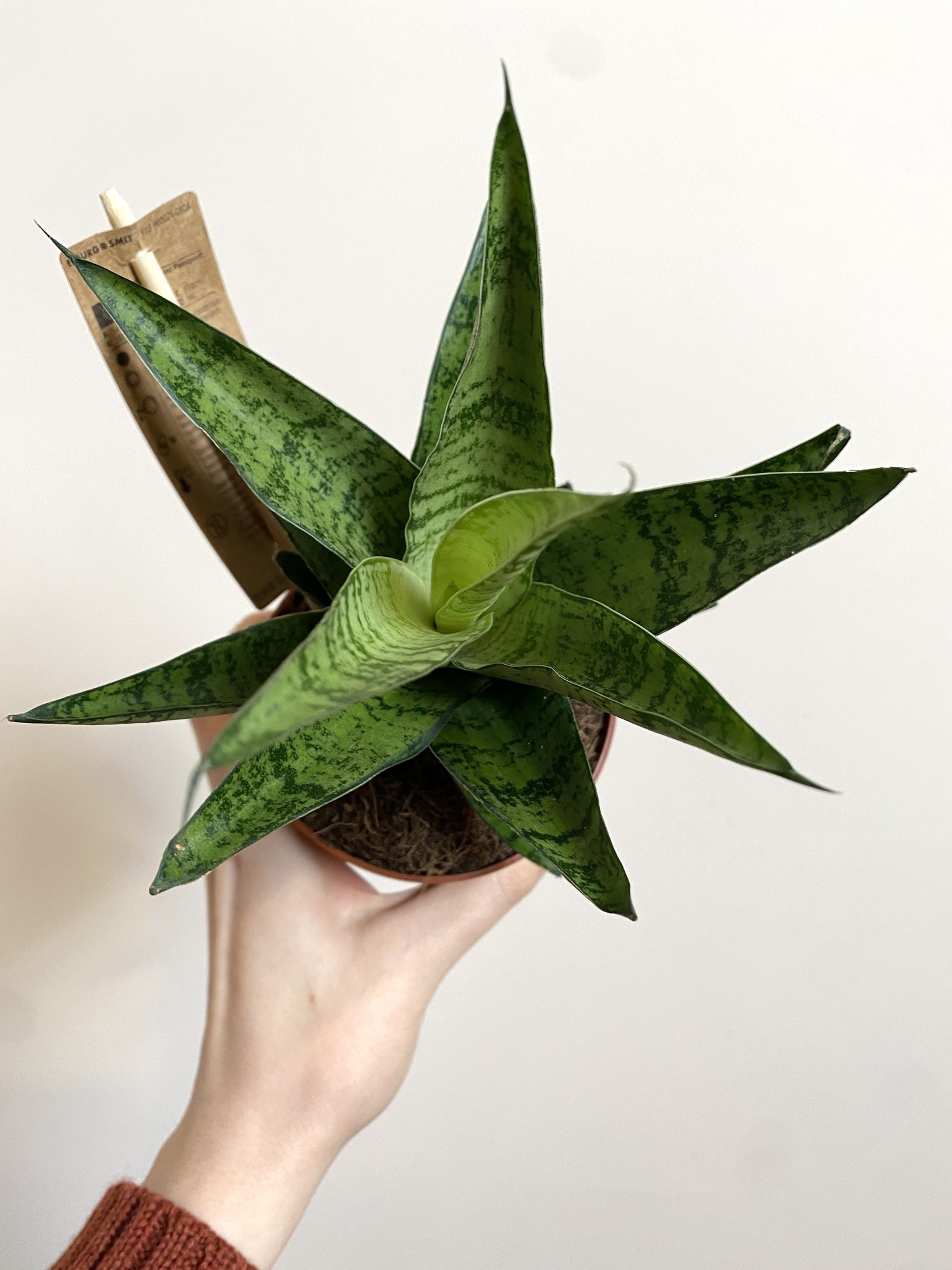 Sansevieria Tough Lady Gabriella