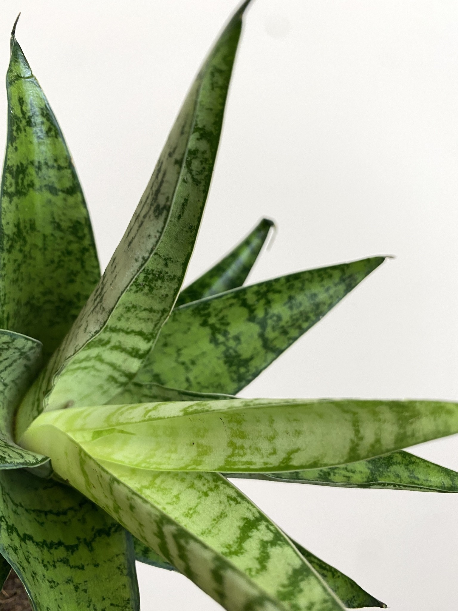 Sansevieria Tough Lady Gabriella