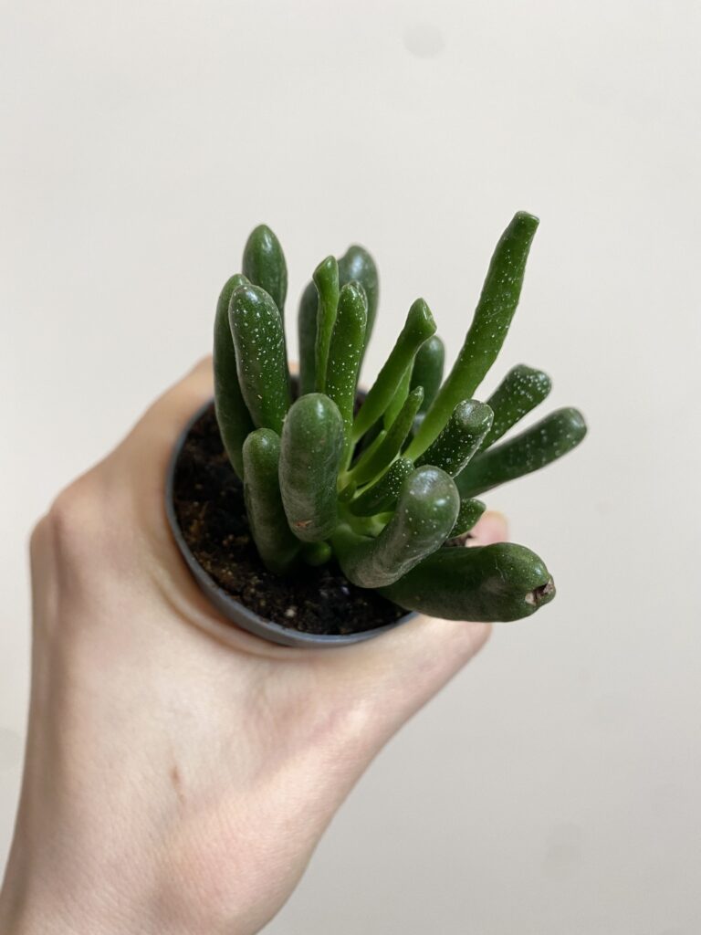 Crassula ovata Coral
