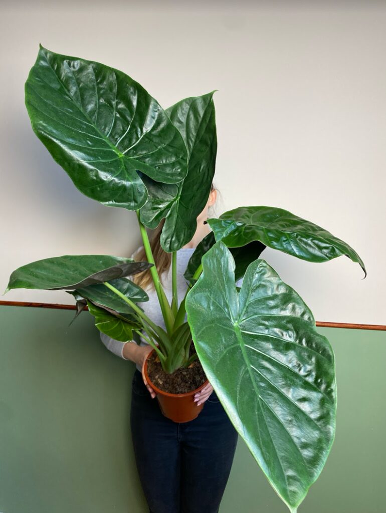 Alocasia Wenti