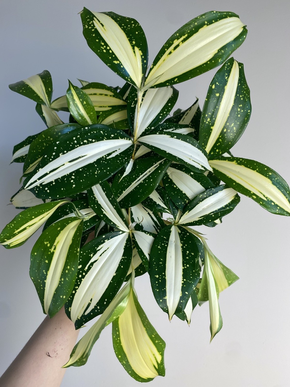 Dracena Milky Way