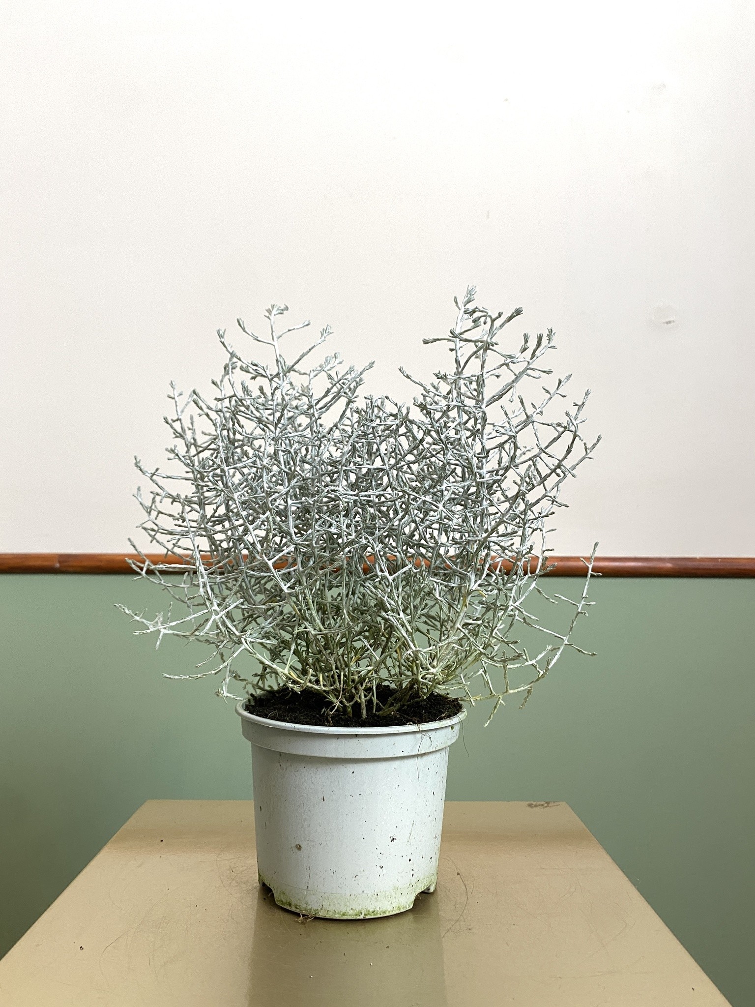 Calocephalus Brownii Kalocefalus (srebrzyk)