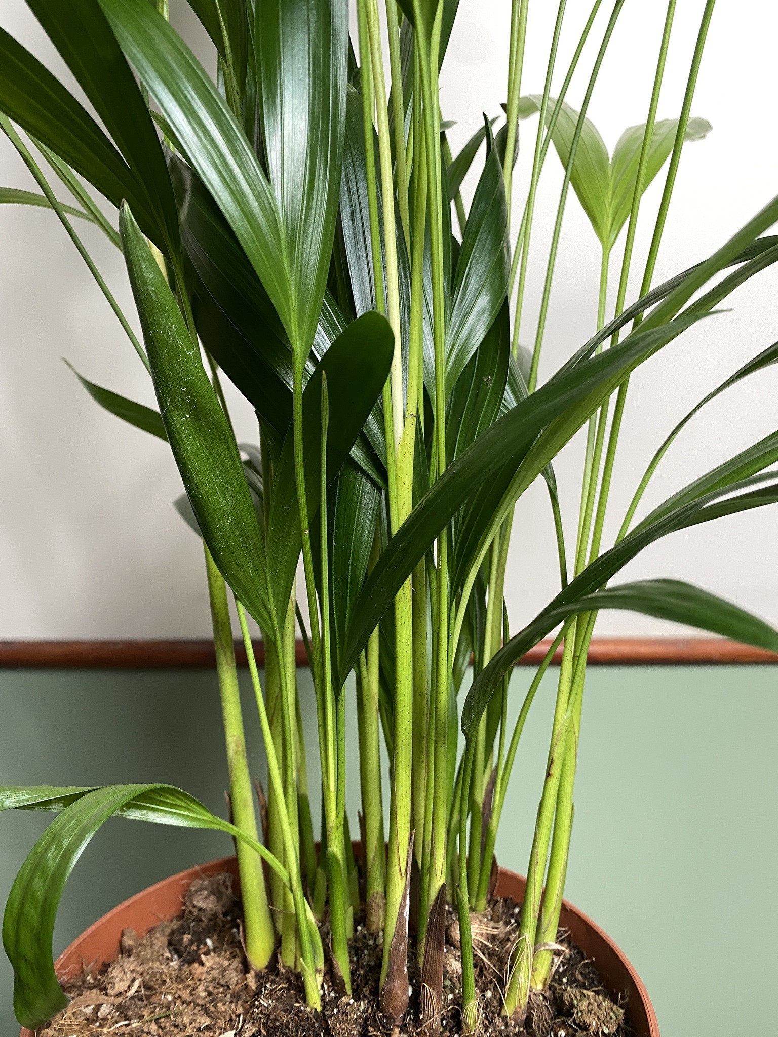 Areca Dypsis Lutescens Palma (średnia)
