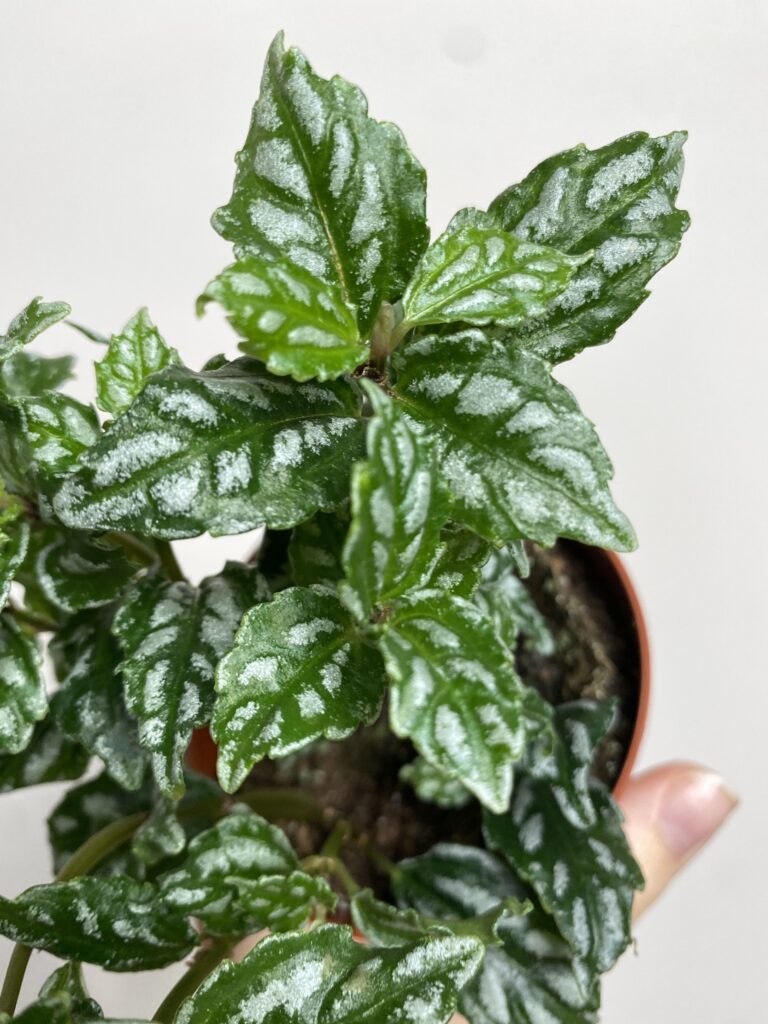 Pilea cadierei (łaciata)