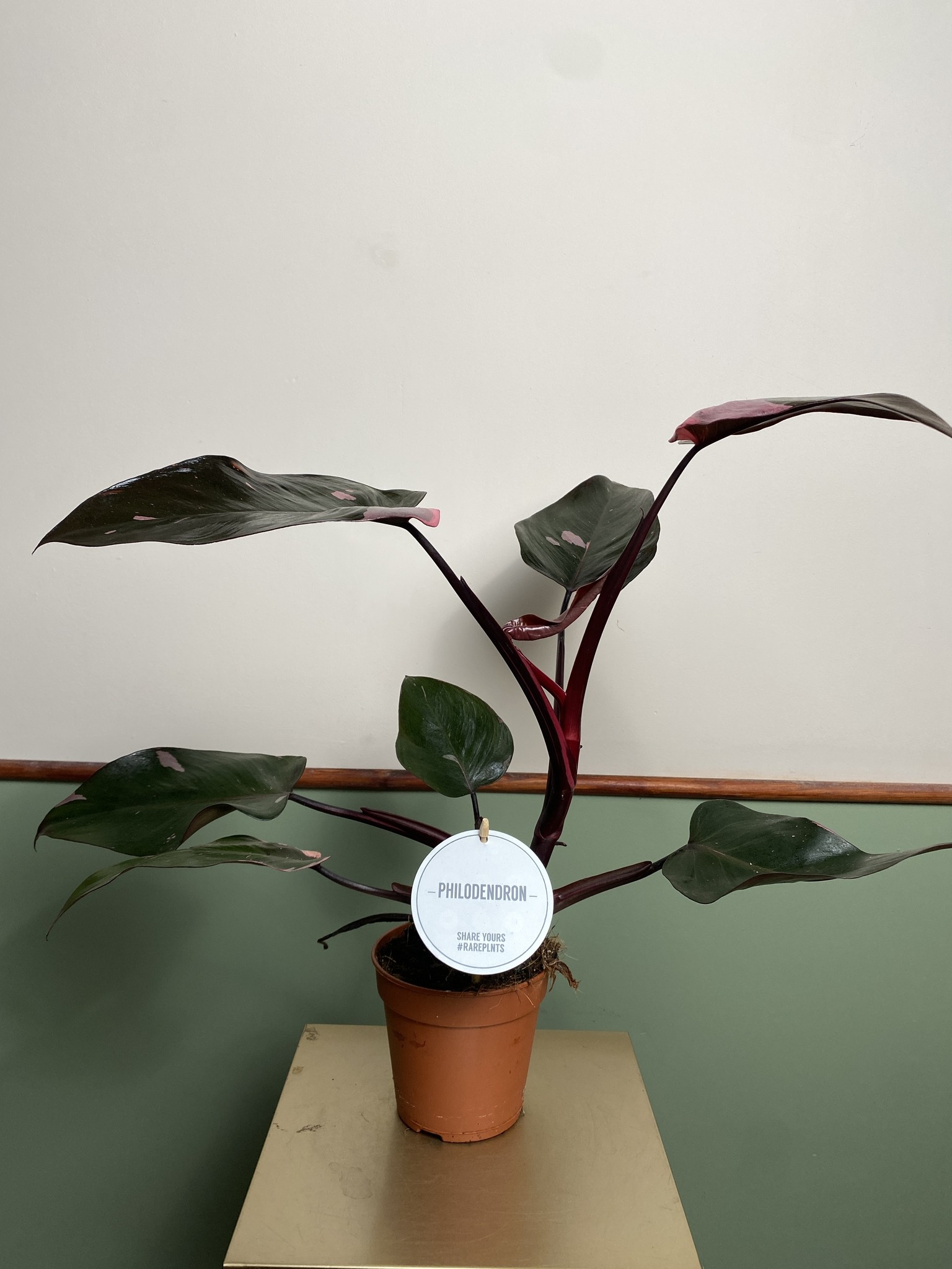 Philodendron Pink Princess