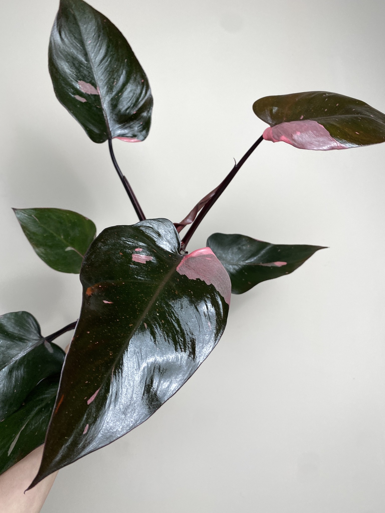 Philodendron Pink Princess
