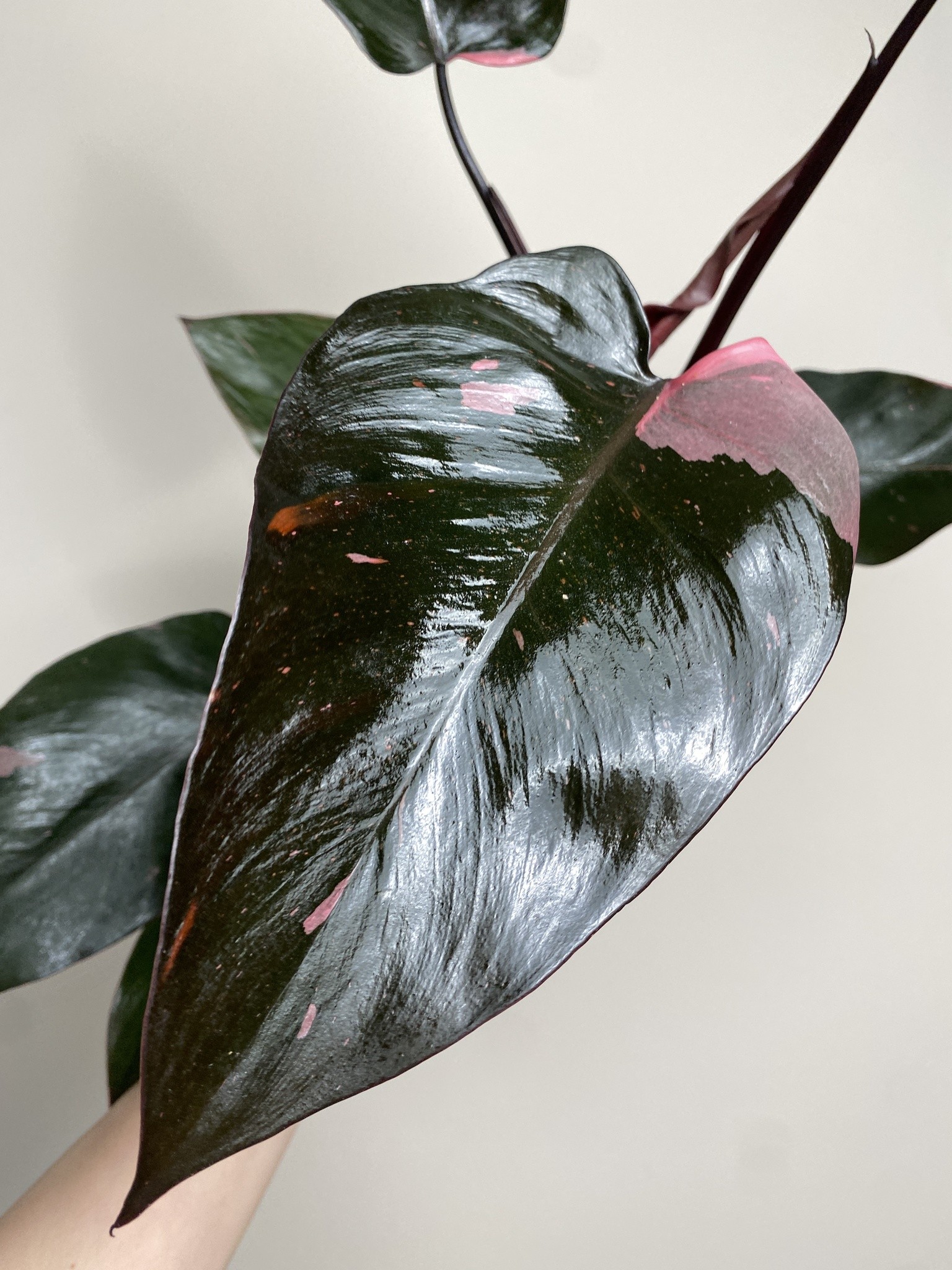 Philodendron Pink Princess