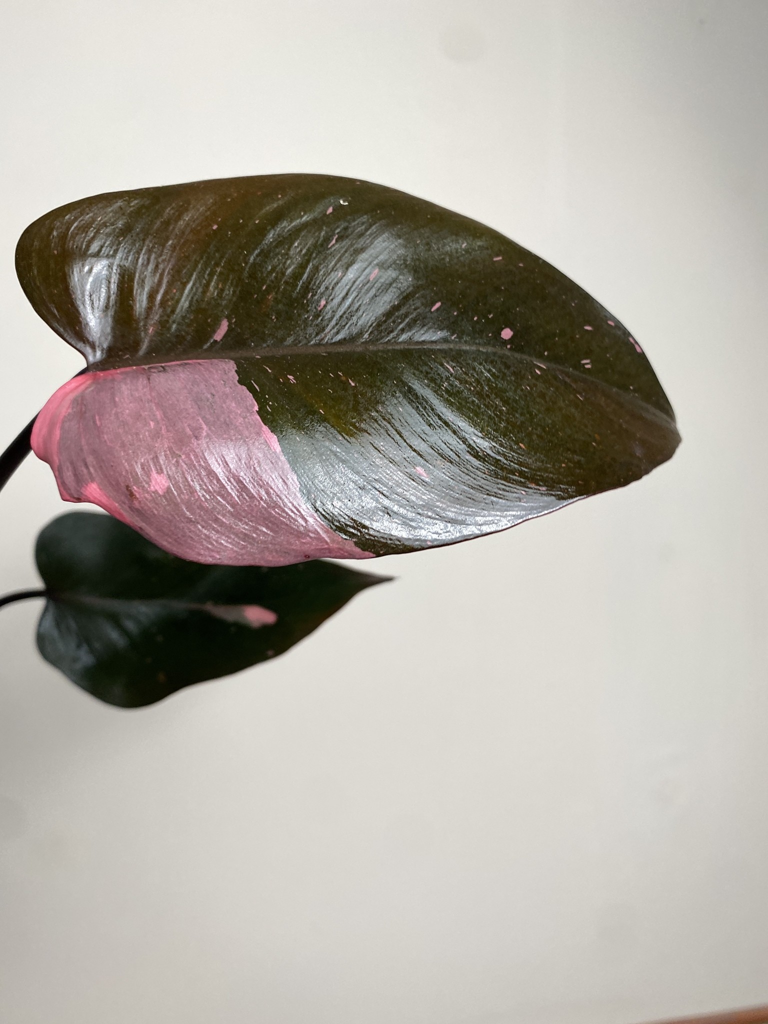 Philodendron Pink Princess