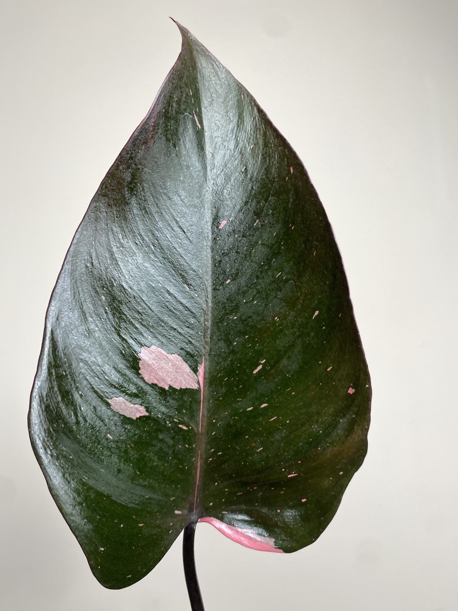 Philodendron Pink Princess
