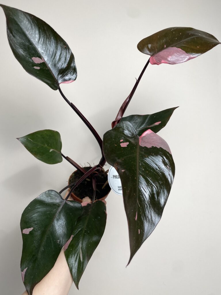 Philodendron Pink Princess