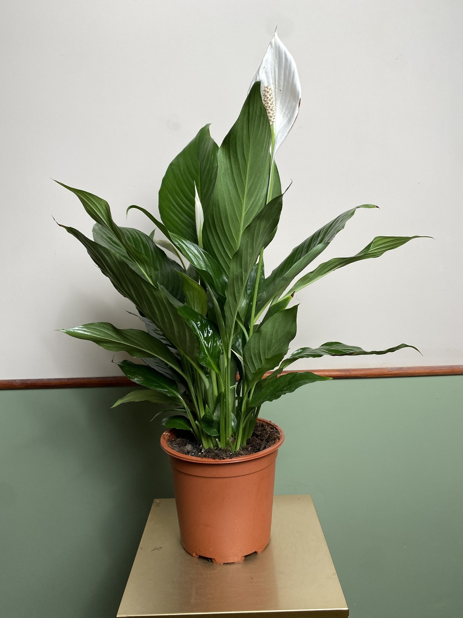 Skrzydłokwiat spathiphyllum L