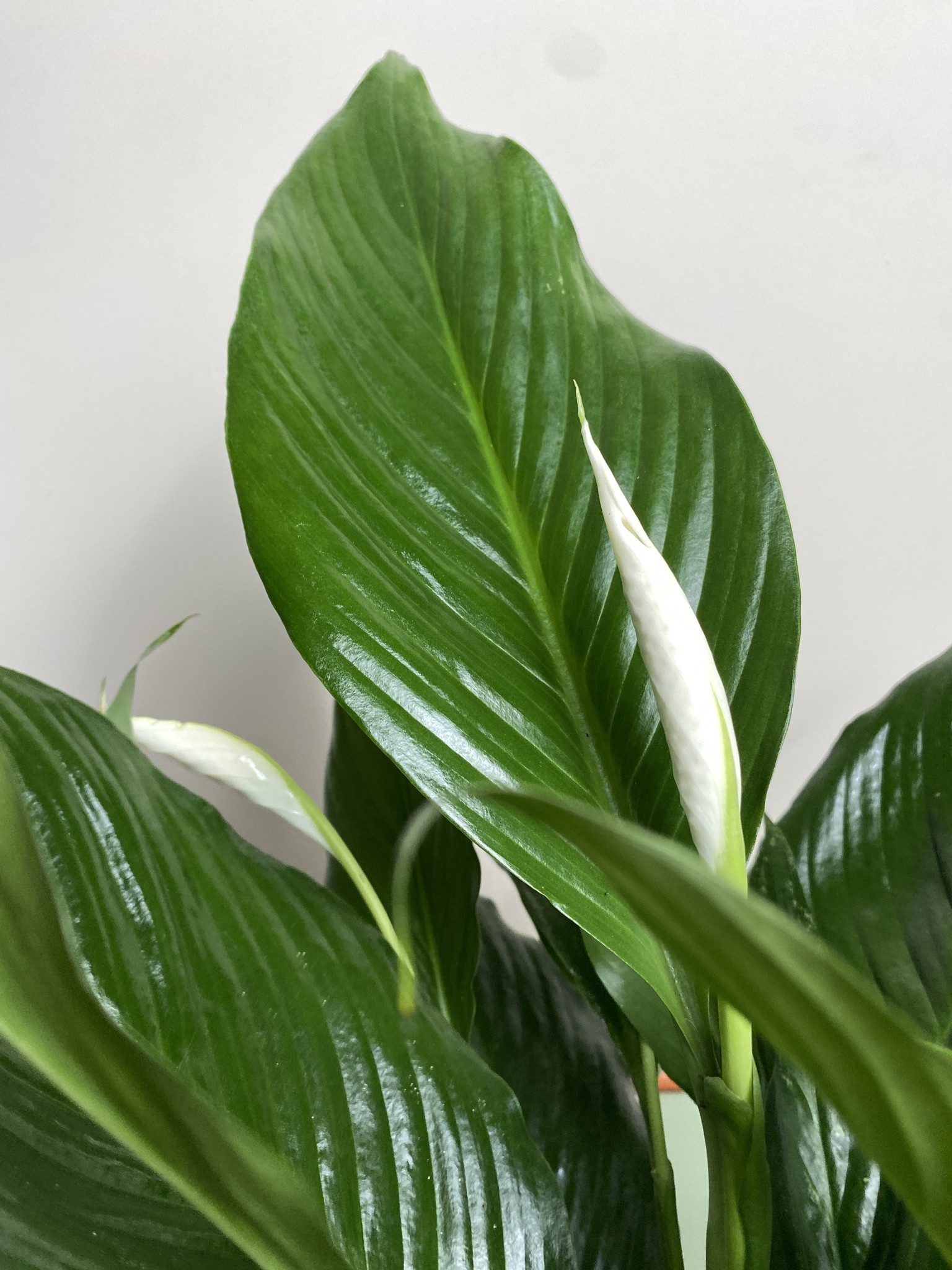 Skrzydłokwiat spathiphyllum L