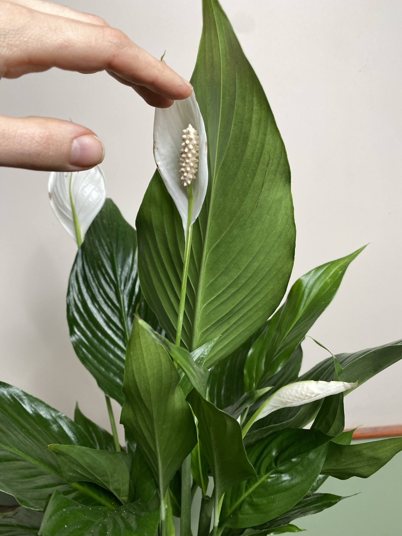 Skrzydłokwiat spathiphyllum L