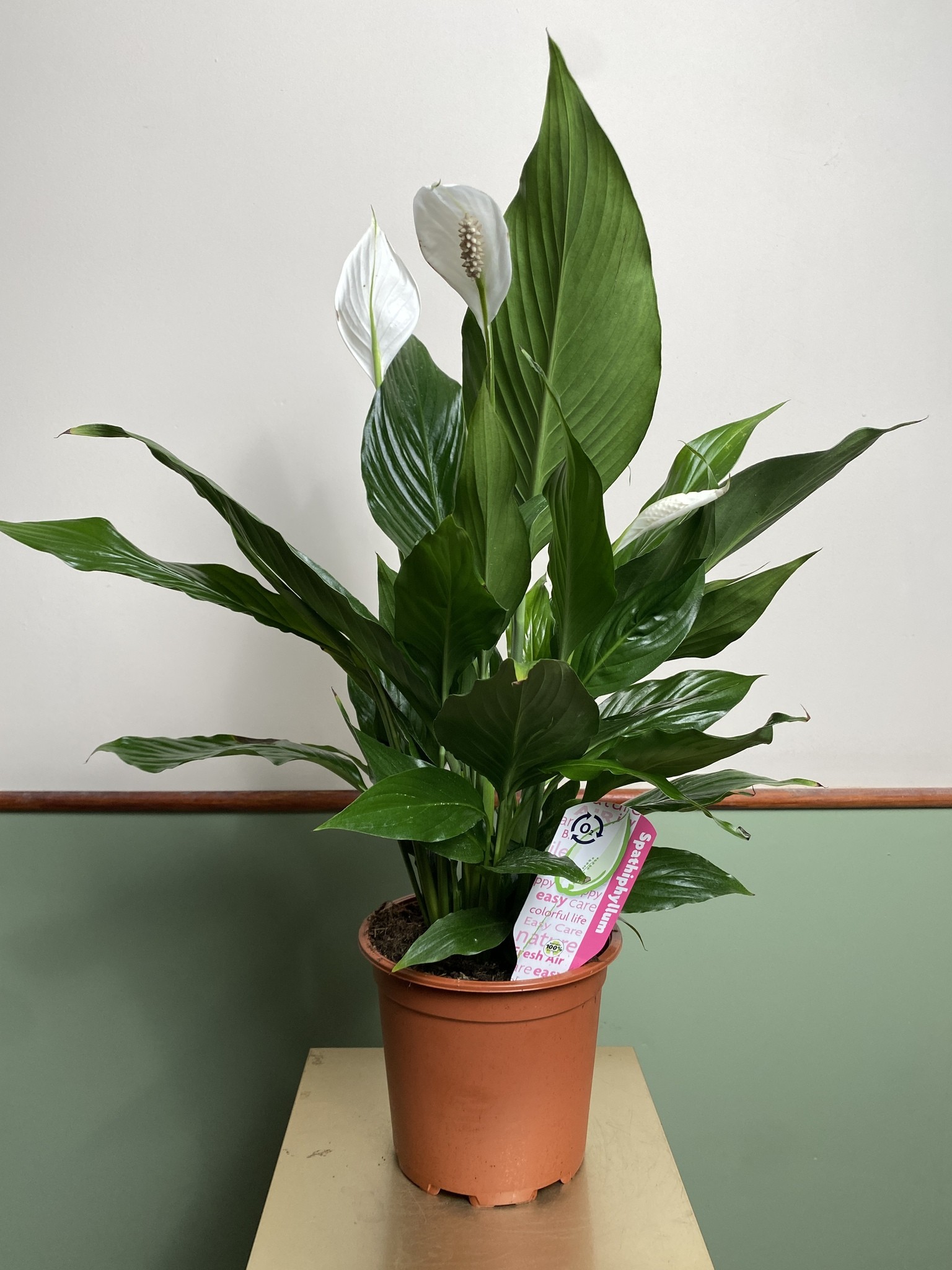 Skrzydłokwiat spathiphyllum L