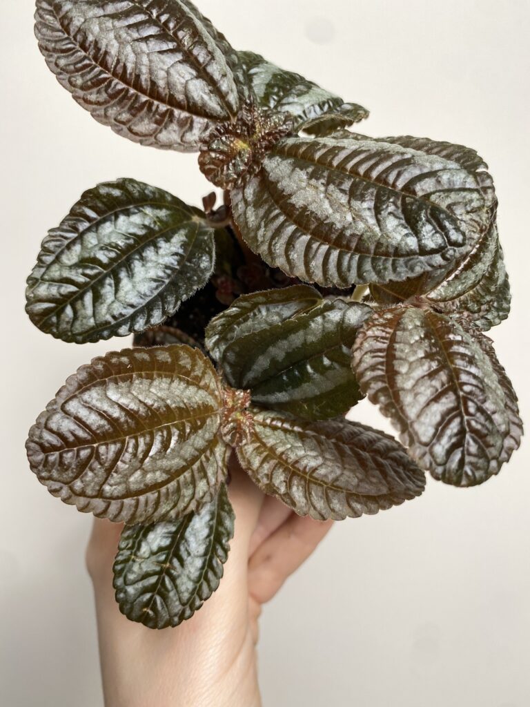 Pilea peruwiańska