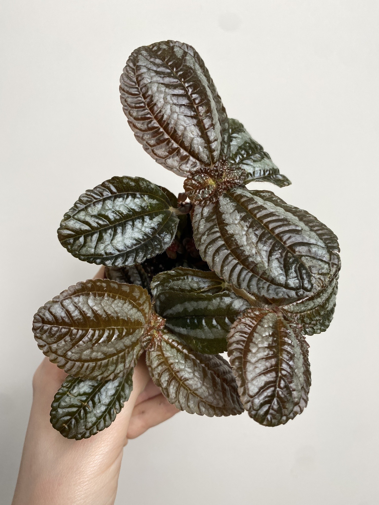 Pilea peruwiańska