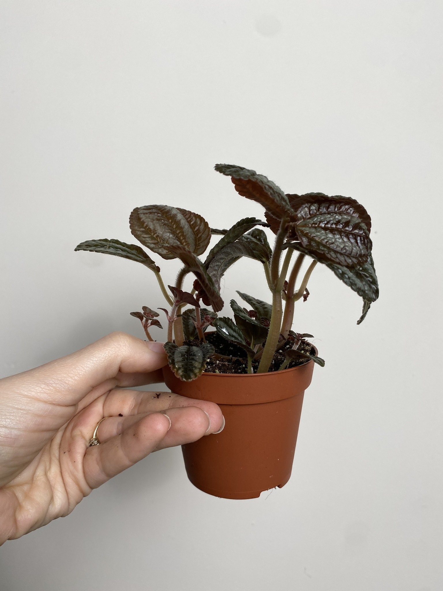 Pilea peruwiańska
