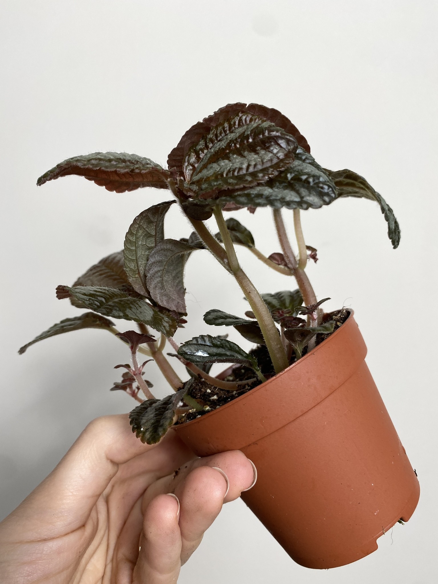 Pilea peruwiańska