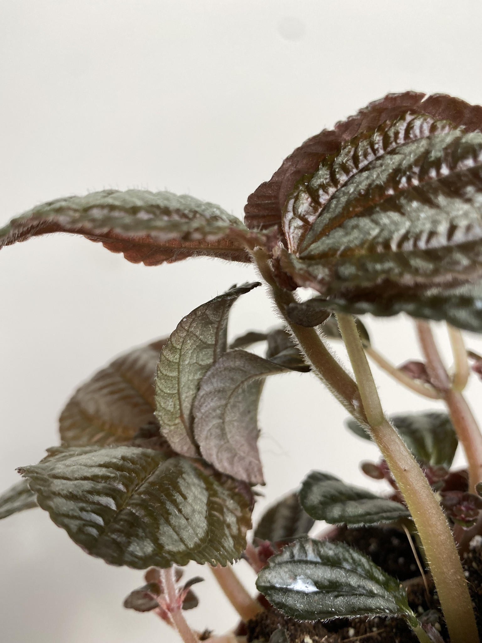 Pilea peruwiańska