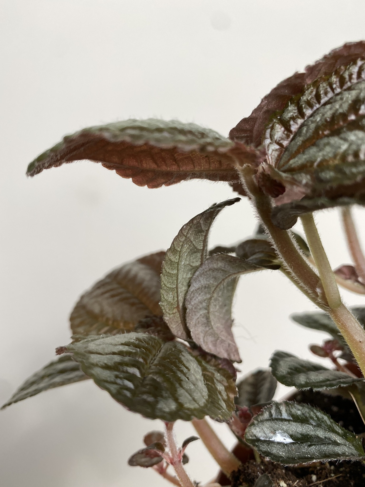 Pilea peruwiańska