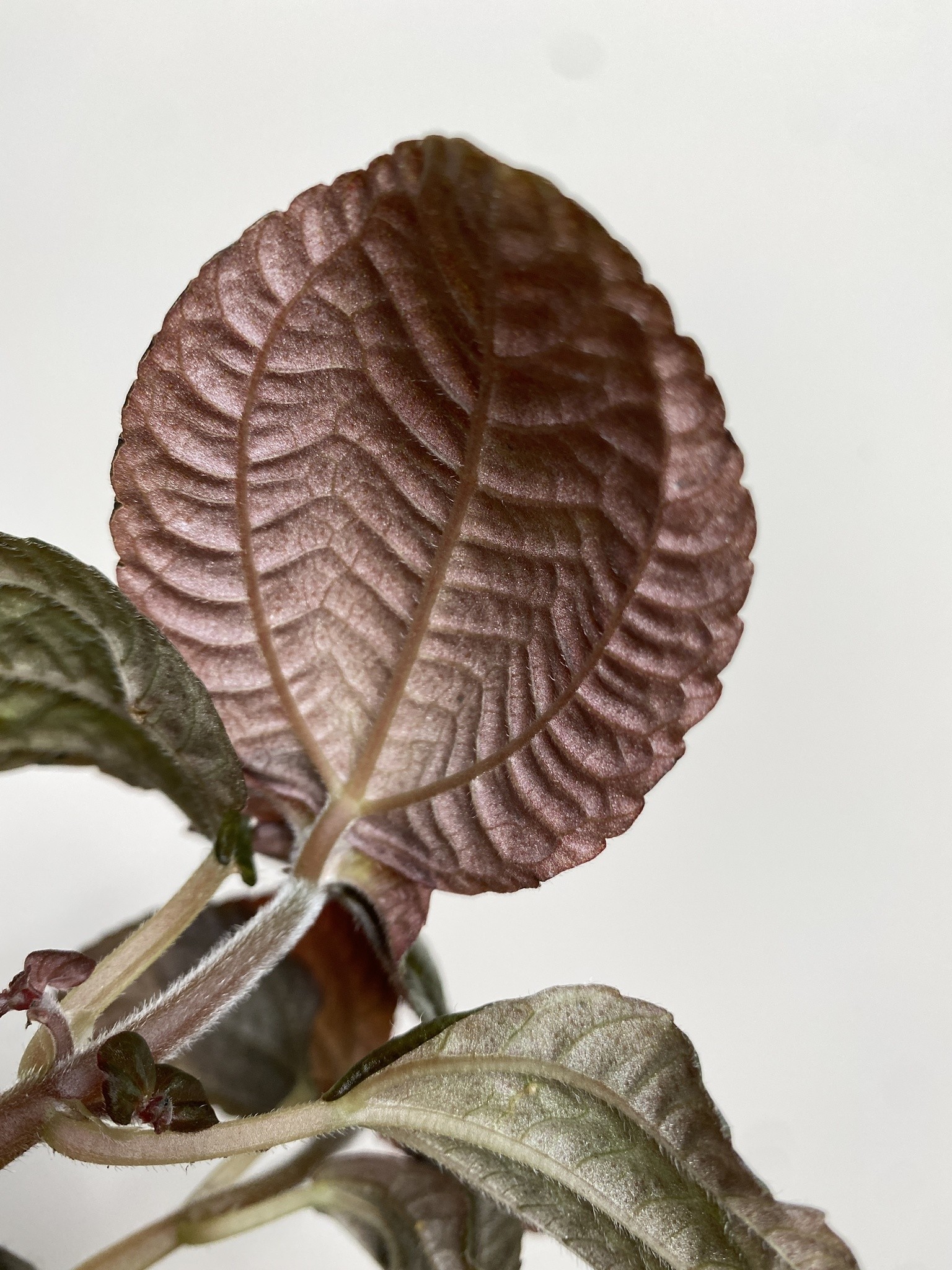 Pilea peruwiańska